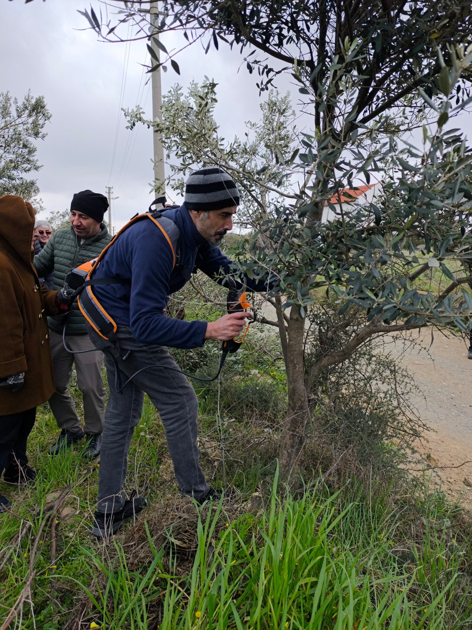 Bozcaada’da Zeytin Seferberliği: Üreticilere Hem Teorik Hem Uygulamalı Eğitim!