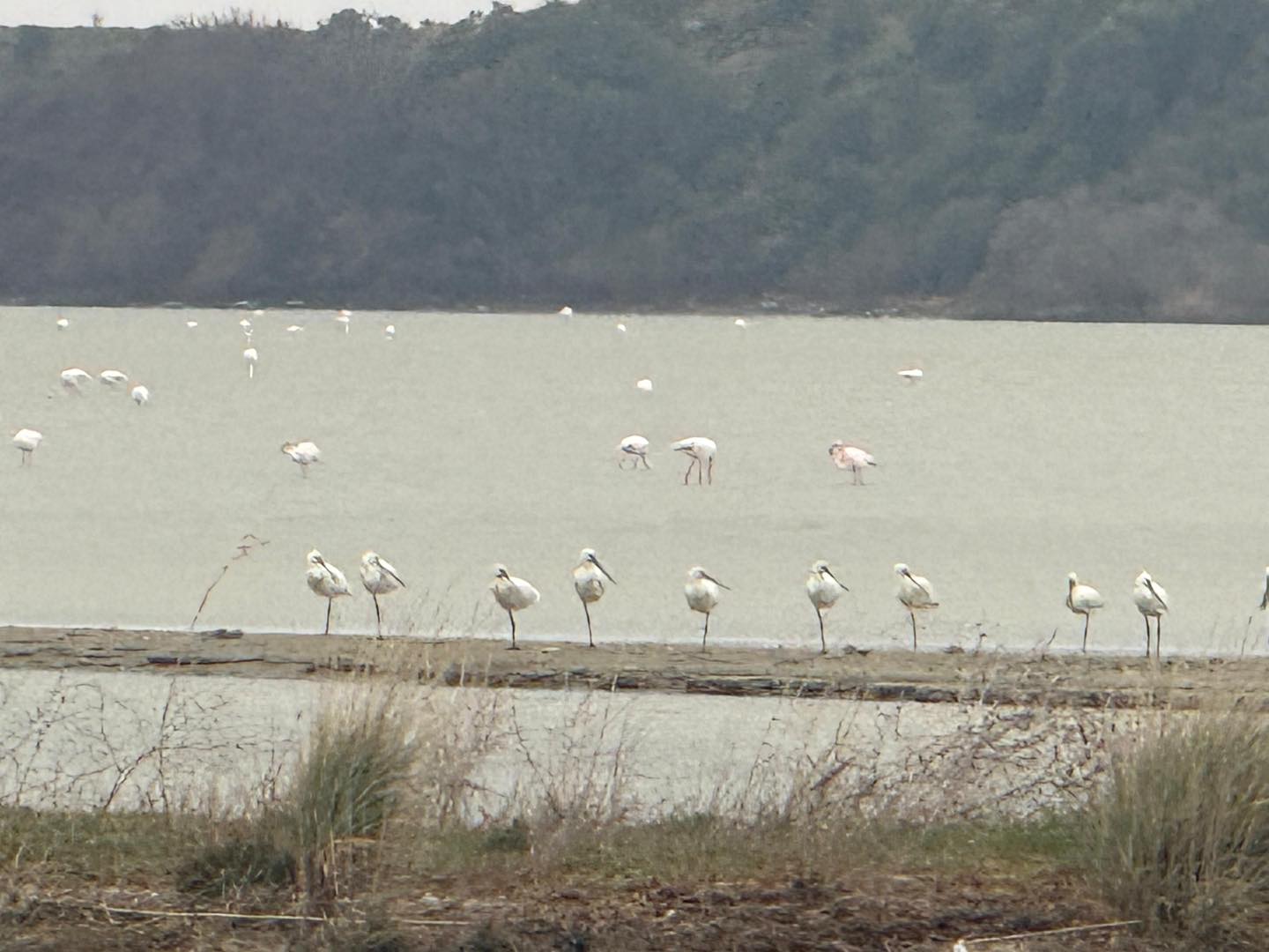 Suvla’da Biyoçeşitlilik: Kaymakam Kerem Yenigün Doğal Zenginlikleri Yerinde İnceledi