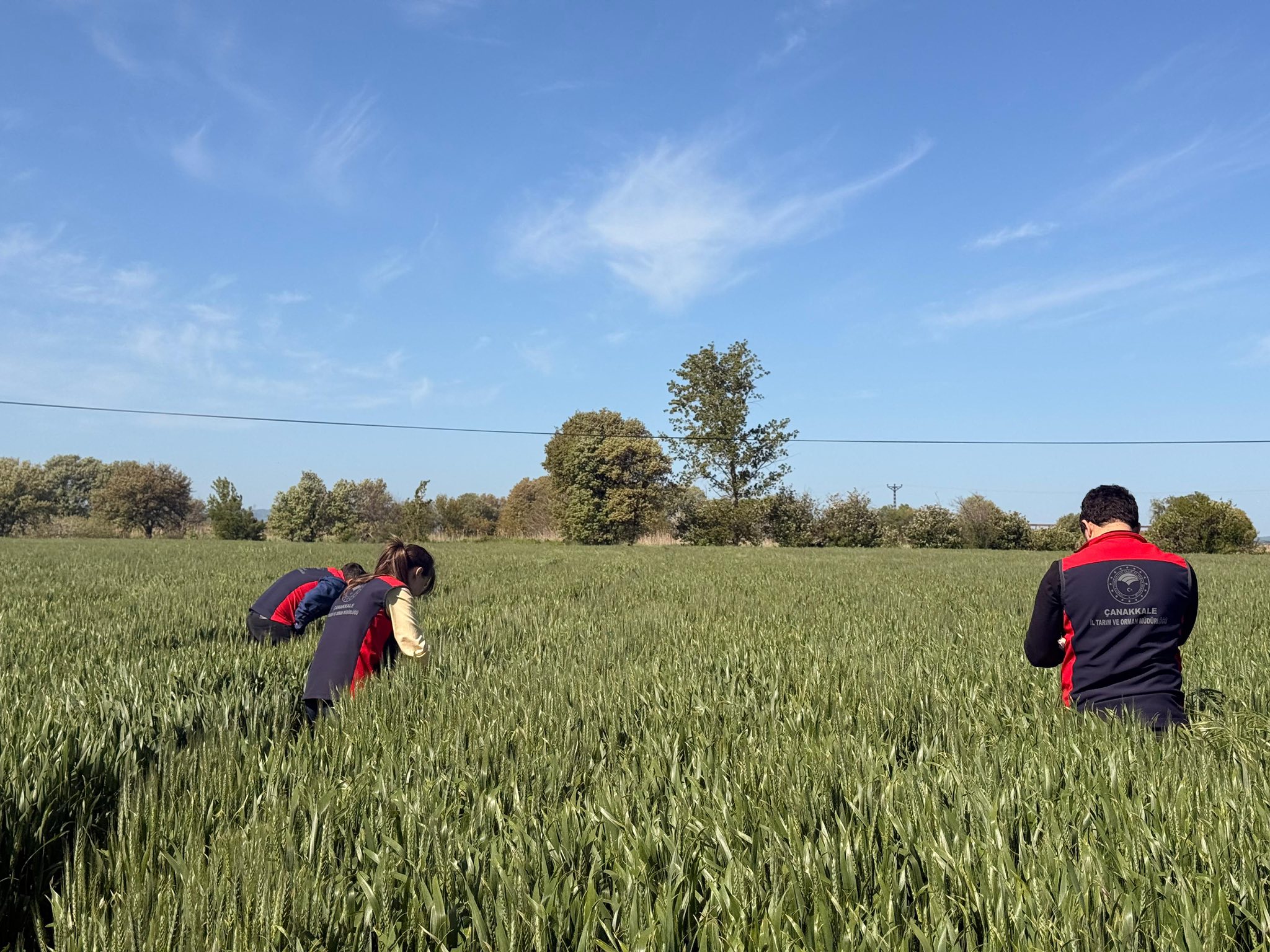 Çanakkale’de Süne Alarmı: Yanlış İlaçlama %100 Zarara Yol Açabilir